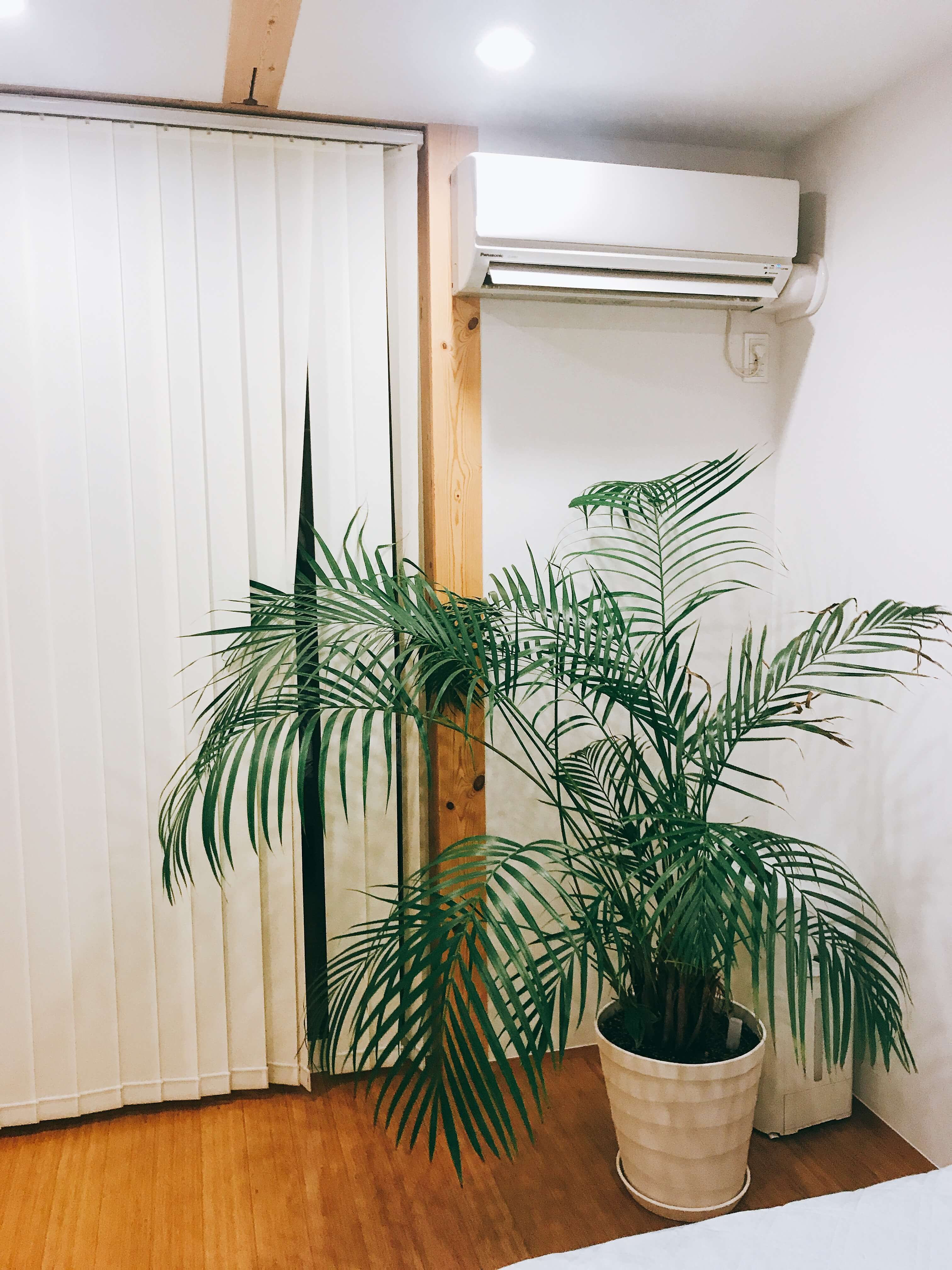 寝室におすすめの観葉植物はアレカヤシ 毎日快眠できています 無印良品の家のブログ Annyの木の家