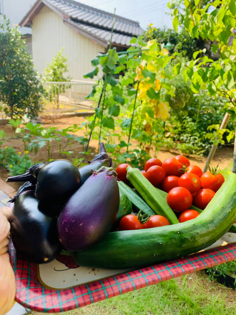 家庭菜園で大量の採れた野菜