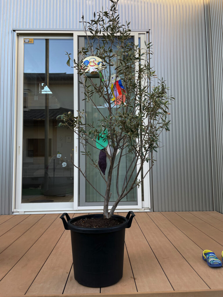 植え替え成功のオリーブの木
